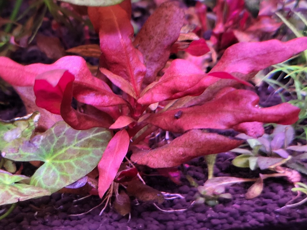 *New*Aquatic Plant Pack (Low Tech)