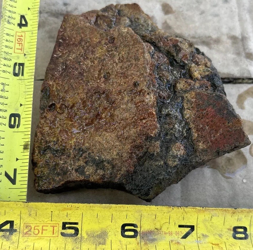 Tempskya petrified Palmwood