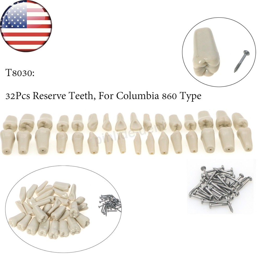 US Dental Tooth Model Columbia 860 Type Dentoform with 32pcs Replacement Teeth