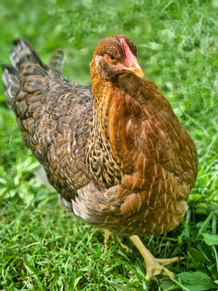 Bielefelder Kennhuhn 5+ Hatching Eggs