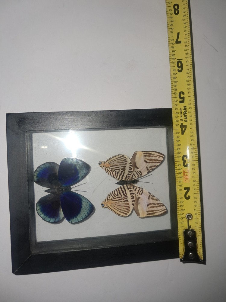 Butterflies: Colobura Dirce; Asterope Leprieuri, 1 frame