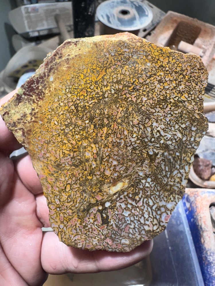 Dinosaur bone rough high grade slab.