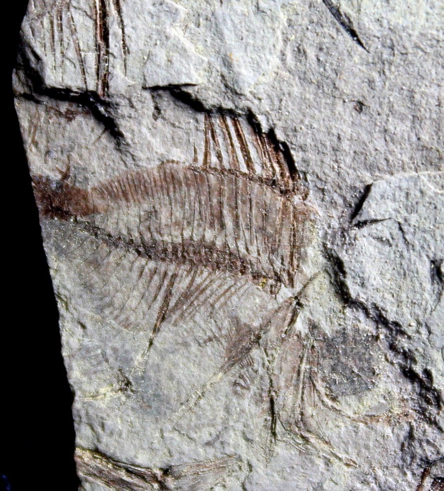 Capros radobojanus - Oligocene fossil fish.
