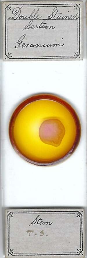 Geranium Stem Microscope Slide