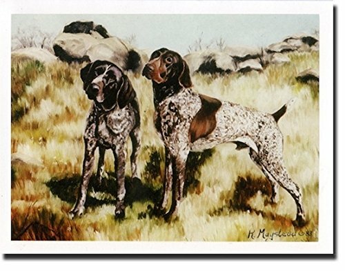 New Kurzhaar Pair Notecard Set - 6 Blank Note Cards By Ruth Maystead