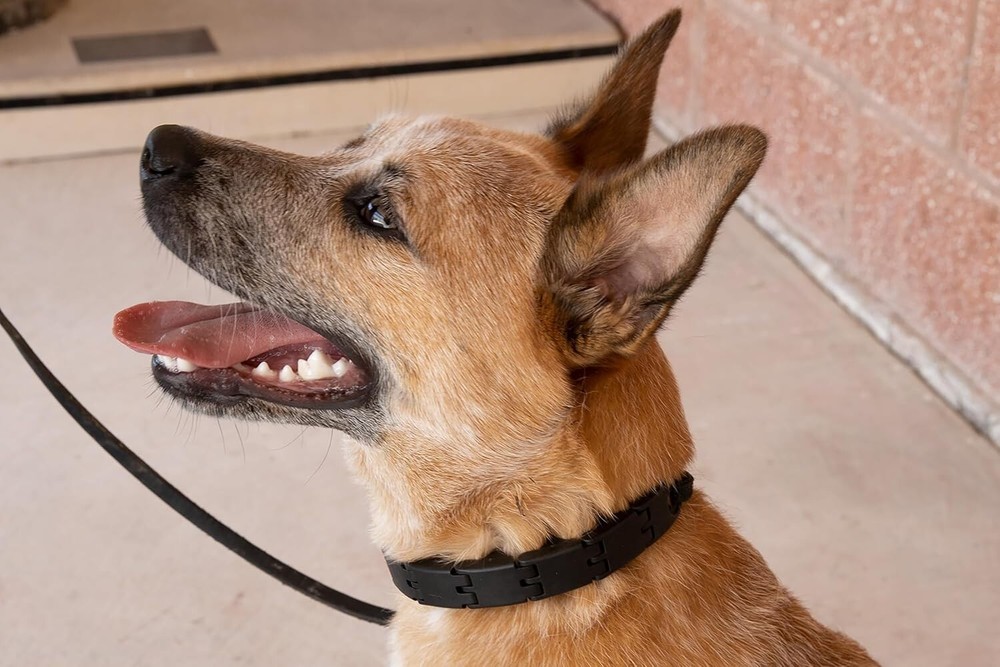 "Starmark Pro-Training Dog Collar Large "