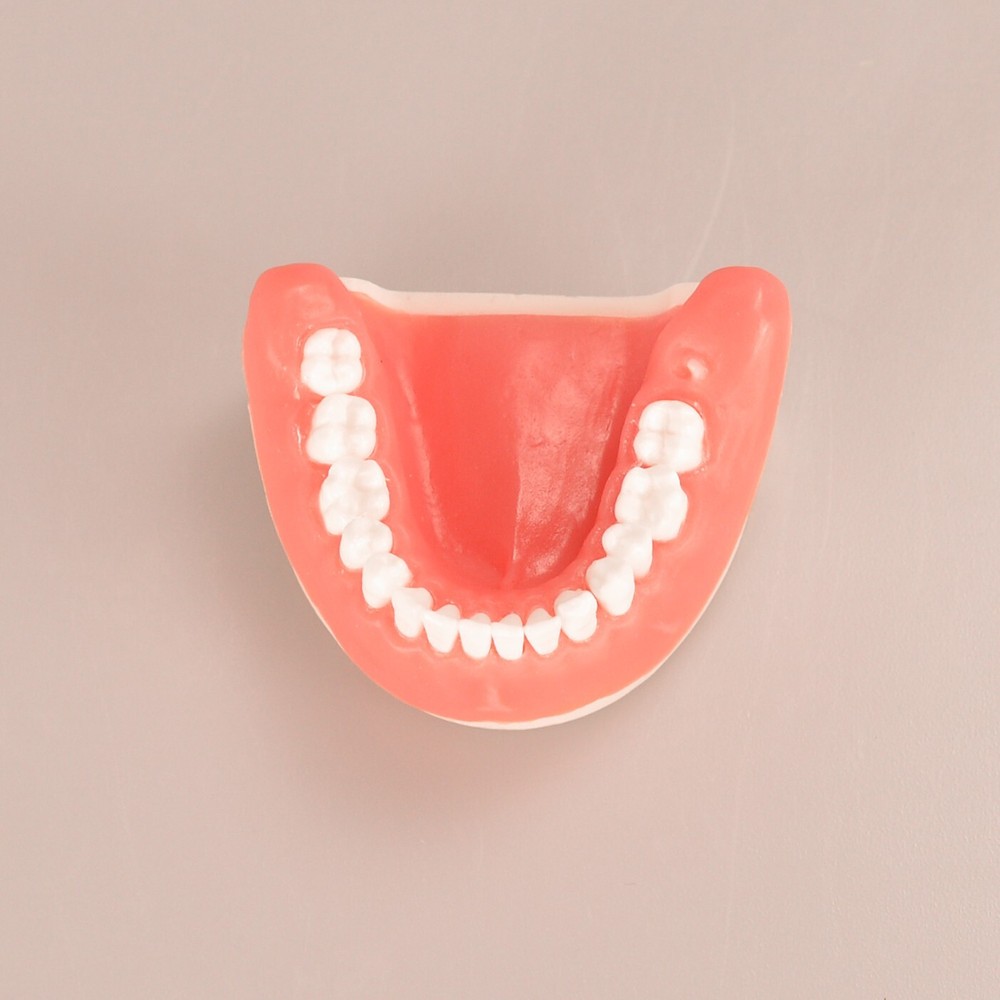 Dental Tooth Extraction Practice Model Dental Training Product Display