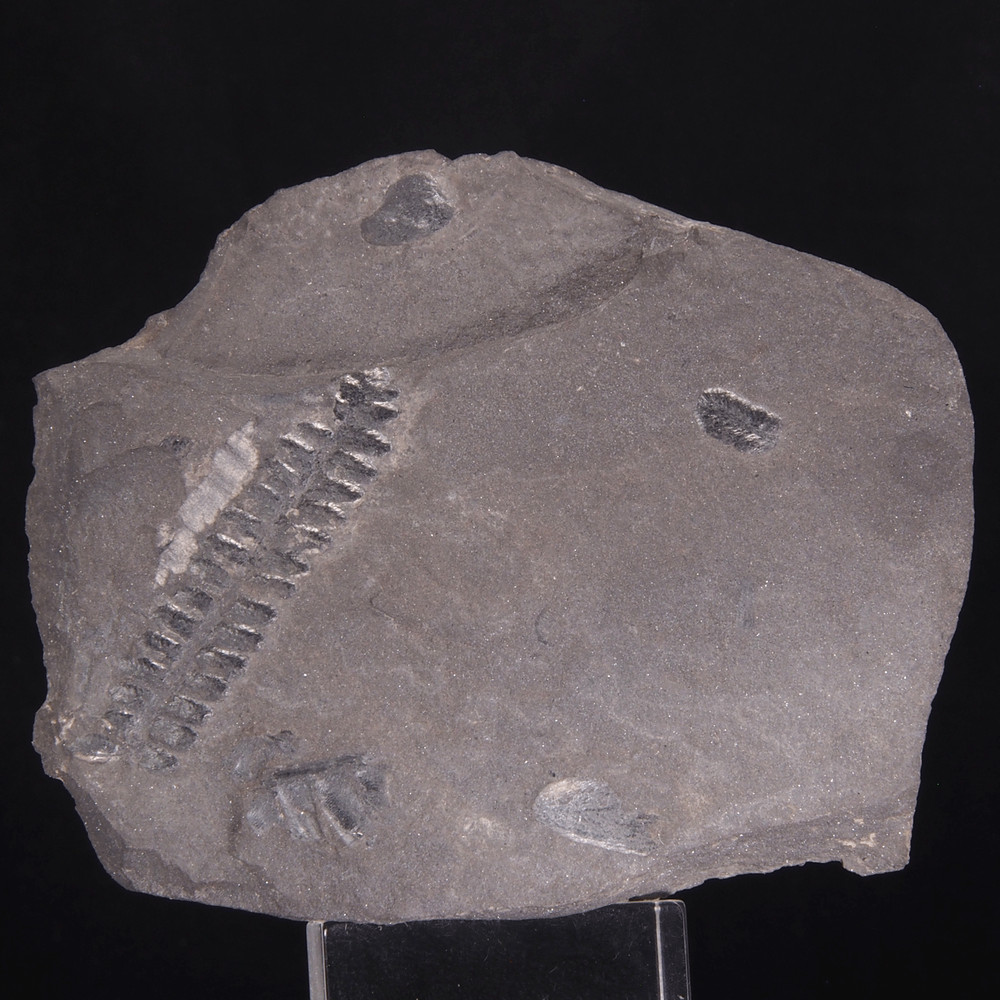 FERN FOSSIL - Carboniferous - Leon - SPAIN 20C7