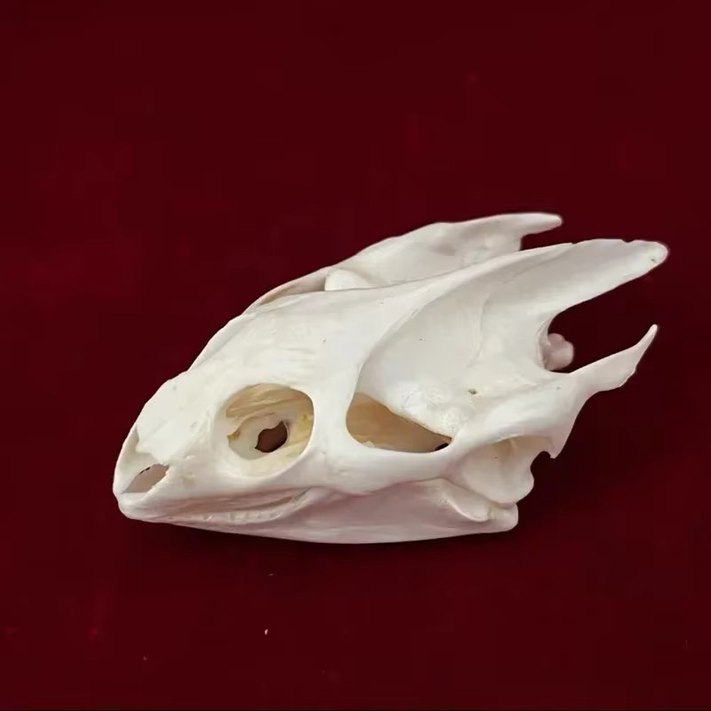 Real Turtle Skull Animal Skeleton Bone Specimen Educational Science Gift