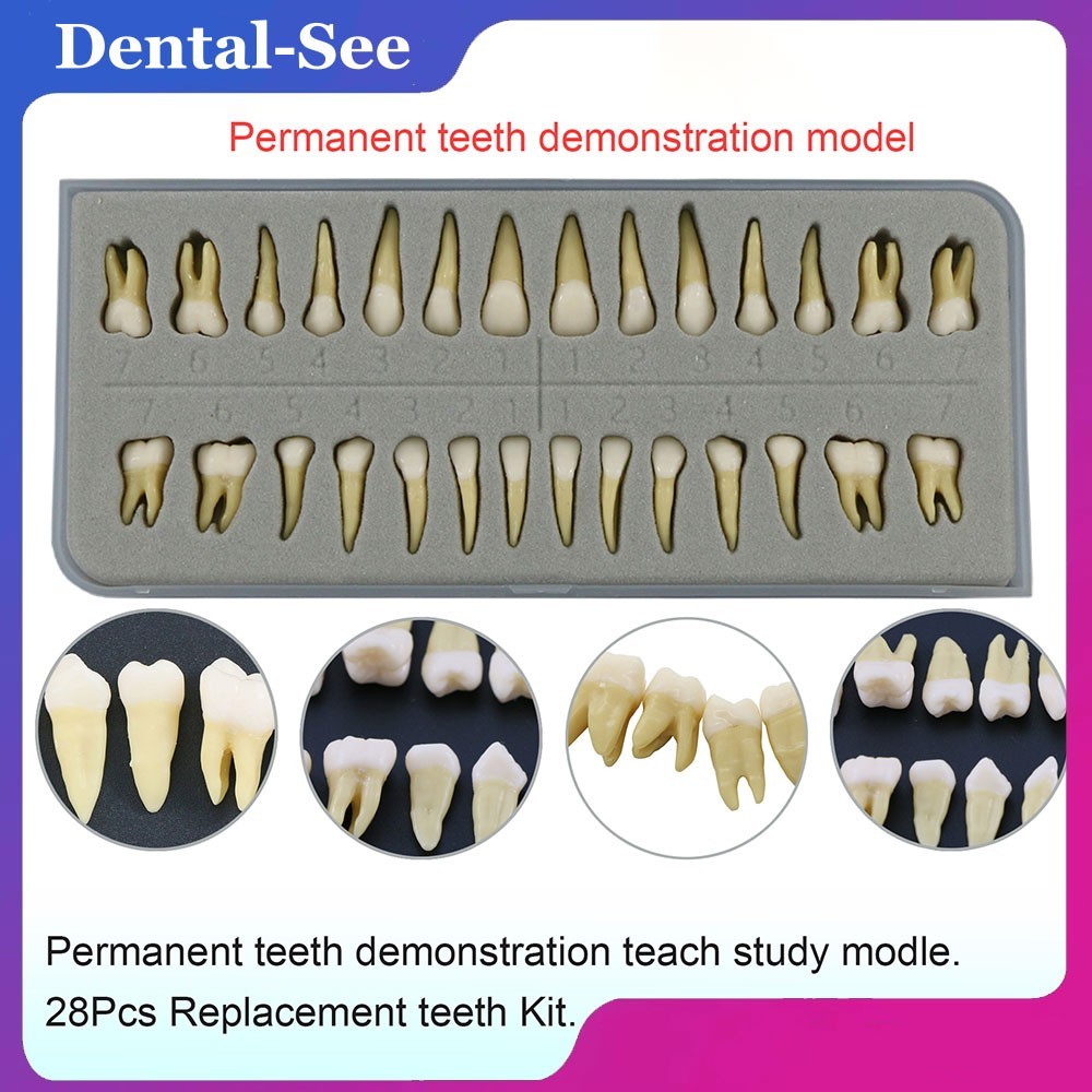 Dental 1:1 Permanent Teeth Demonstration Teach Study Model Resin Tooth W Root