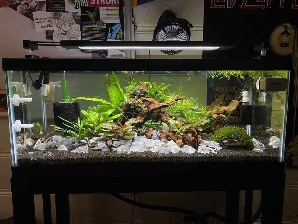 Cryptocoryne Wendtii Green Bare Root