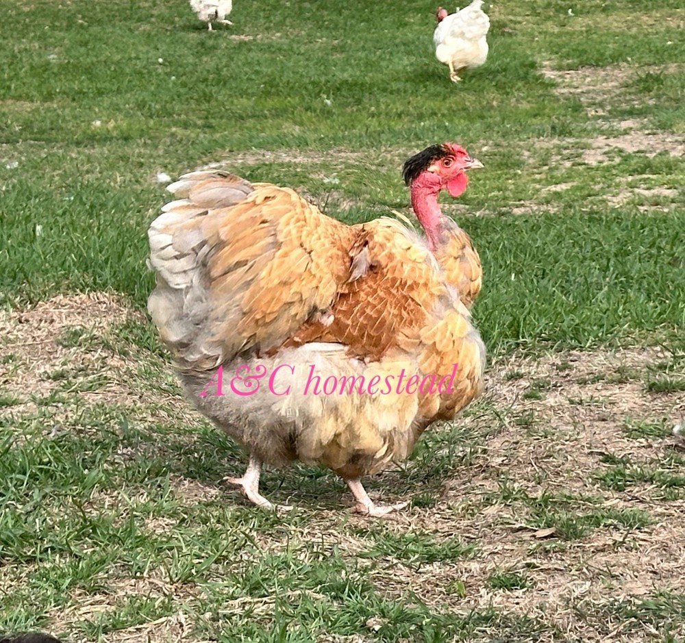 Turkhens Hatching Eggs 6 Chicken Eggs