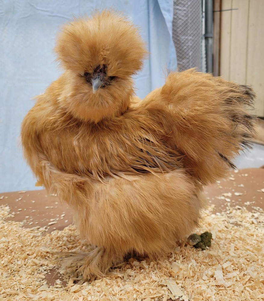 12+2 Silkie Hatching Eggs Npip