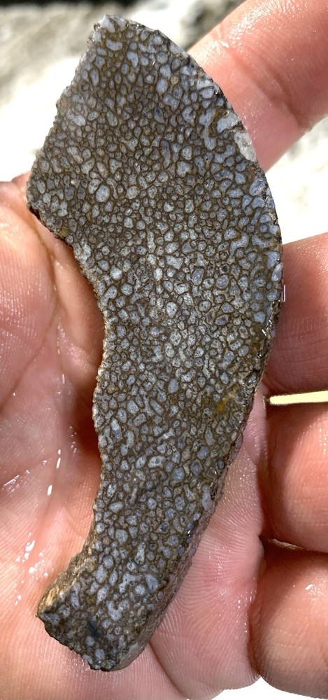Dino Gem Bone Slab