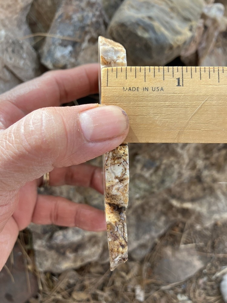 Petrified Wood Slab