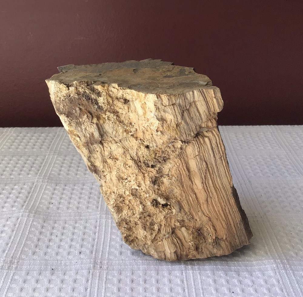 Petrified Wood, about 895 grams