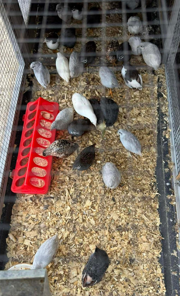 12+ Extra Button Chick (Button Quail) Hatching Eggs – Fresh & Hand Selected