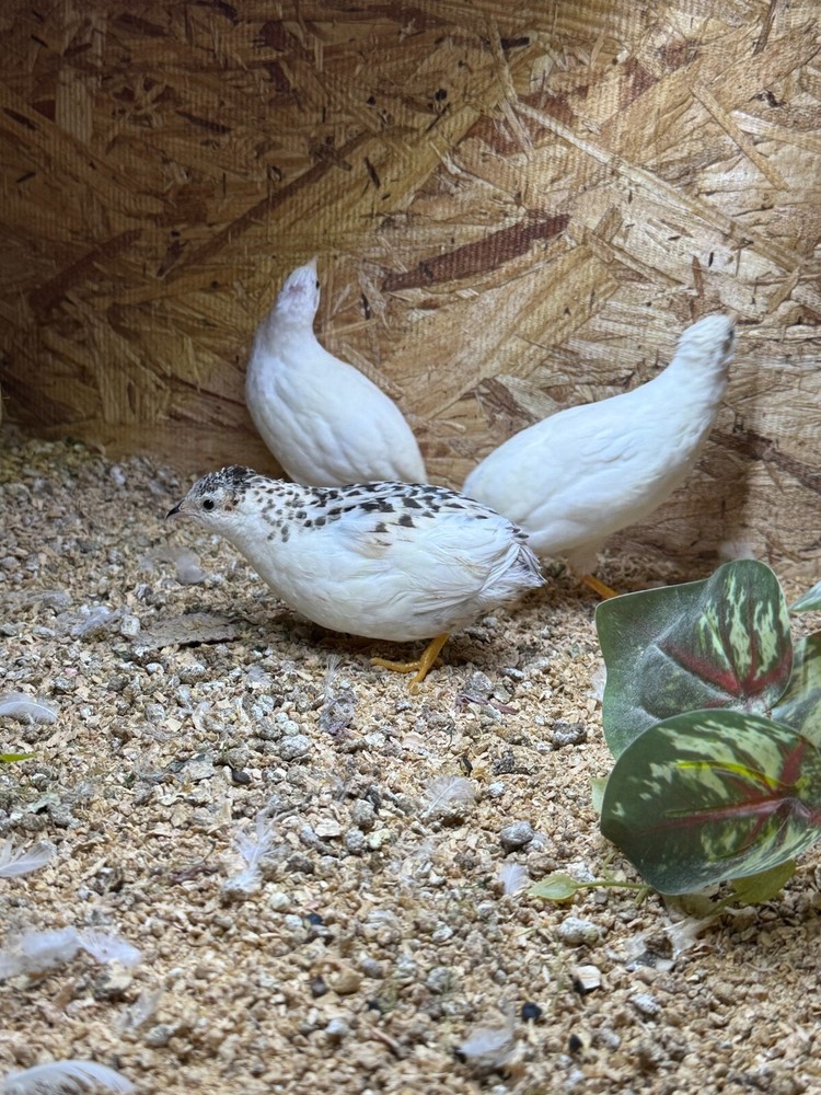 20 Button Quail Hatching Eggs Multiple Colors
