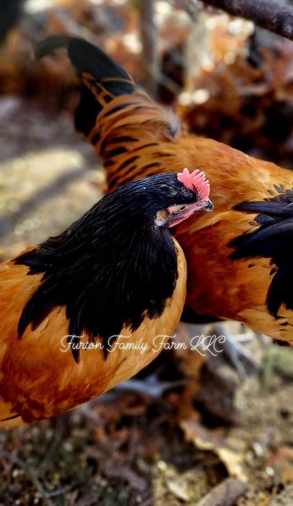 6 Vorwerk Chicken Hatching Eggs *RARE*