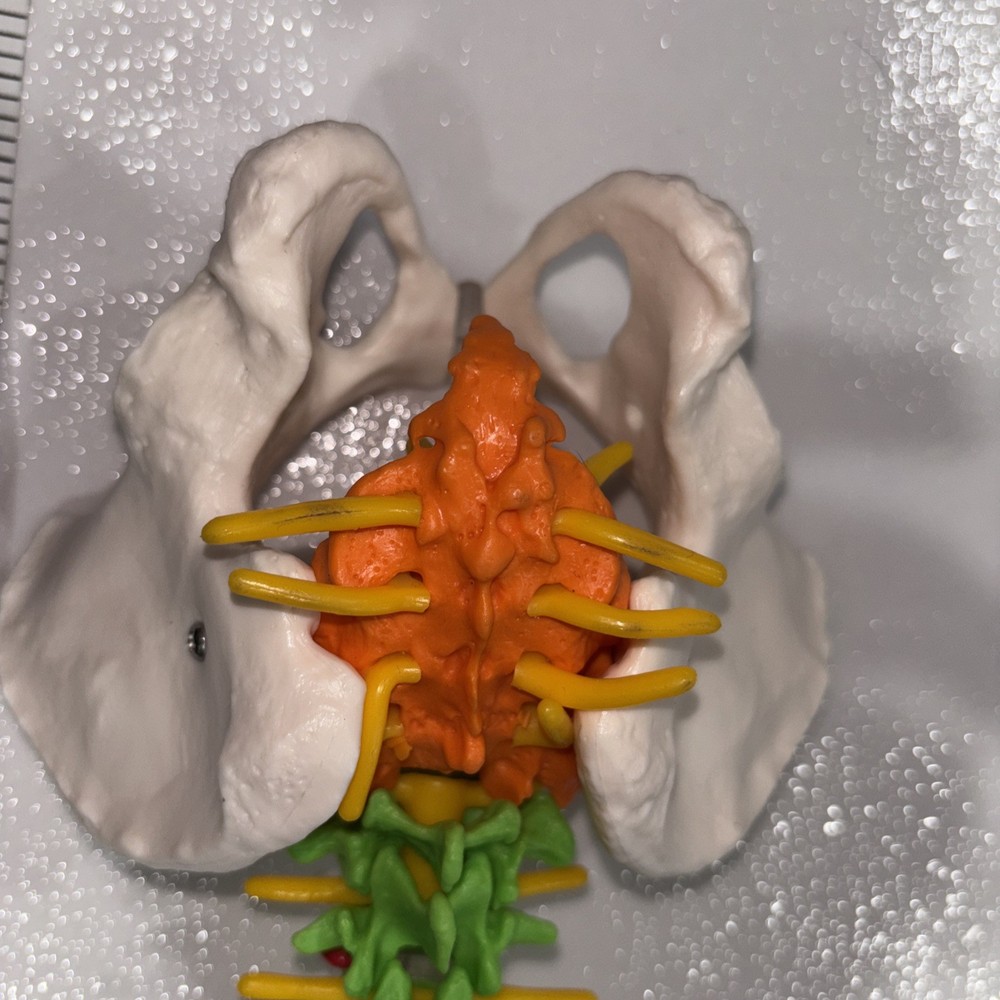 Human Spine Model Skeleton Model Anatomical Model