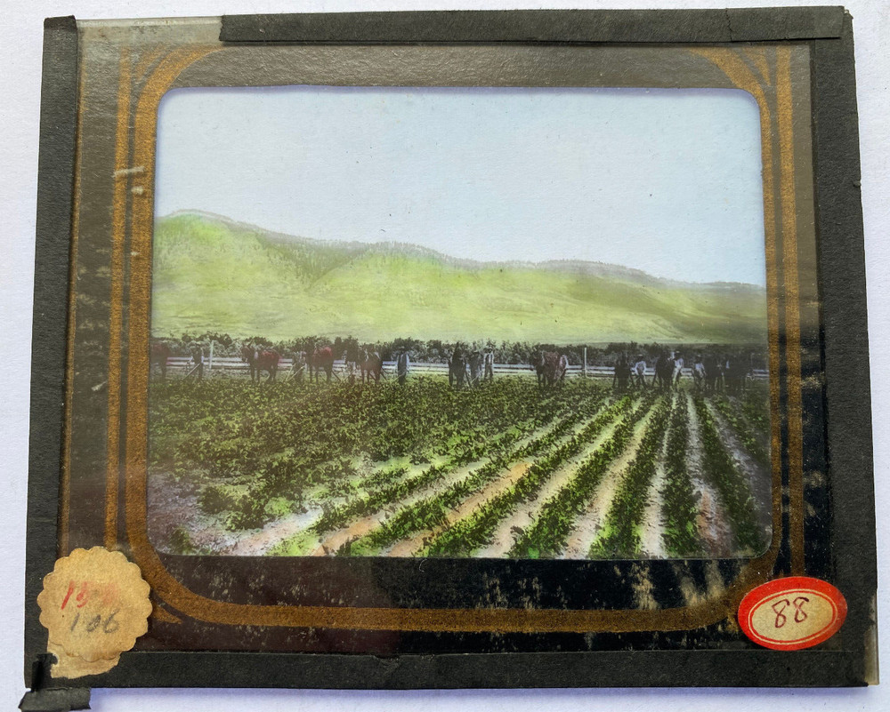 COLORED MAGIC LANTERN SLIDE 414 PICKING STRAWBERRIES ORE.? 1900s