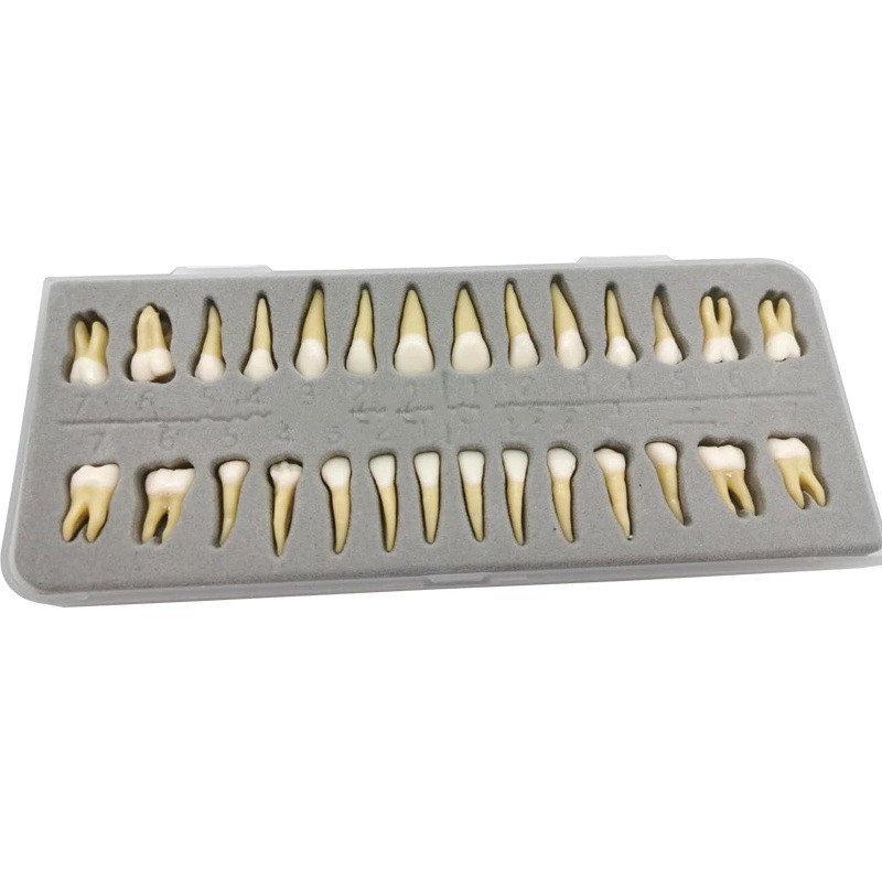Dental 1:1 Permanent Teeth Demonstration Teach Study Model Resin Tooth W Root