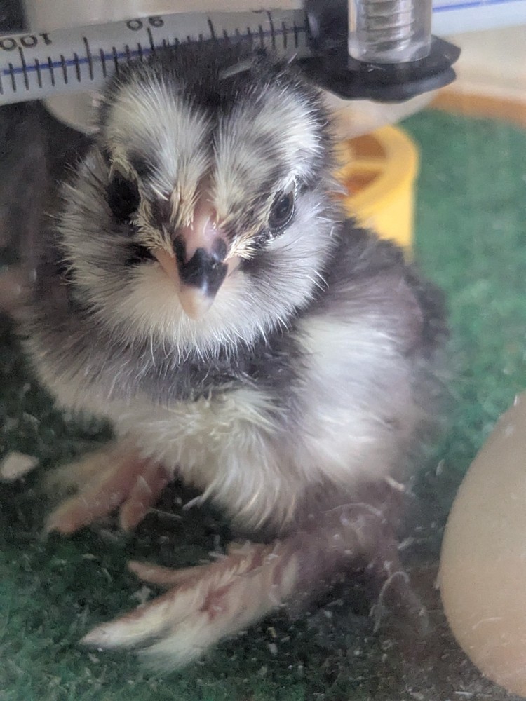 8 Black Mottled D’uccle Hatching Eggs