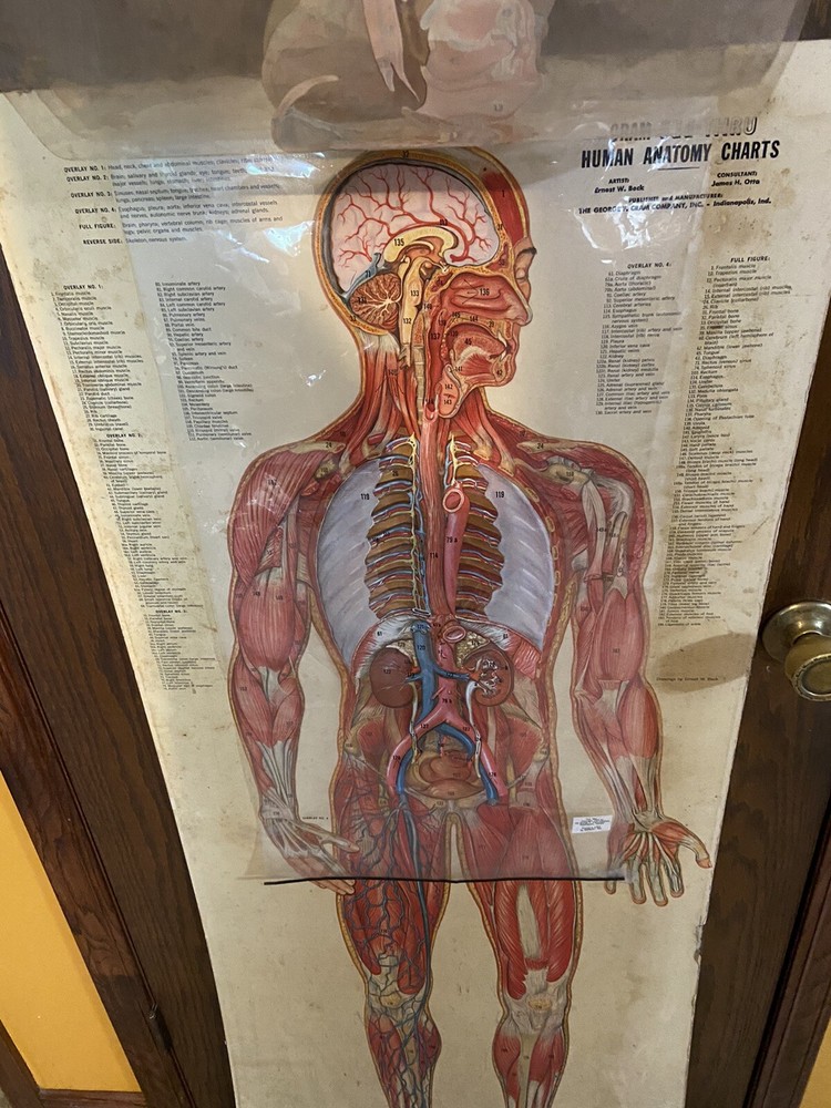 Cram See-Thru Human Anatomical Flip Chart Muscular￼ System Oddity Thin Man 1962