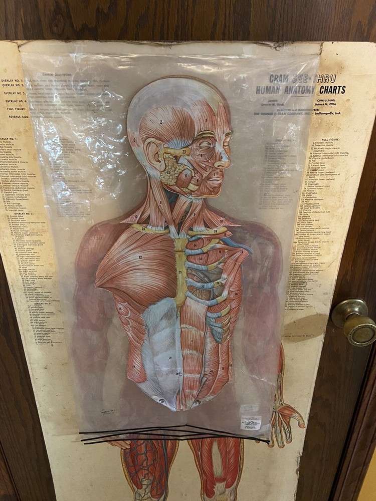 Cram See-Thru Human Anatomical Flip Chart Muscular￼ System Oddity Thin Man 1962