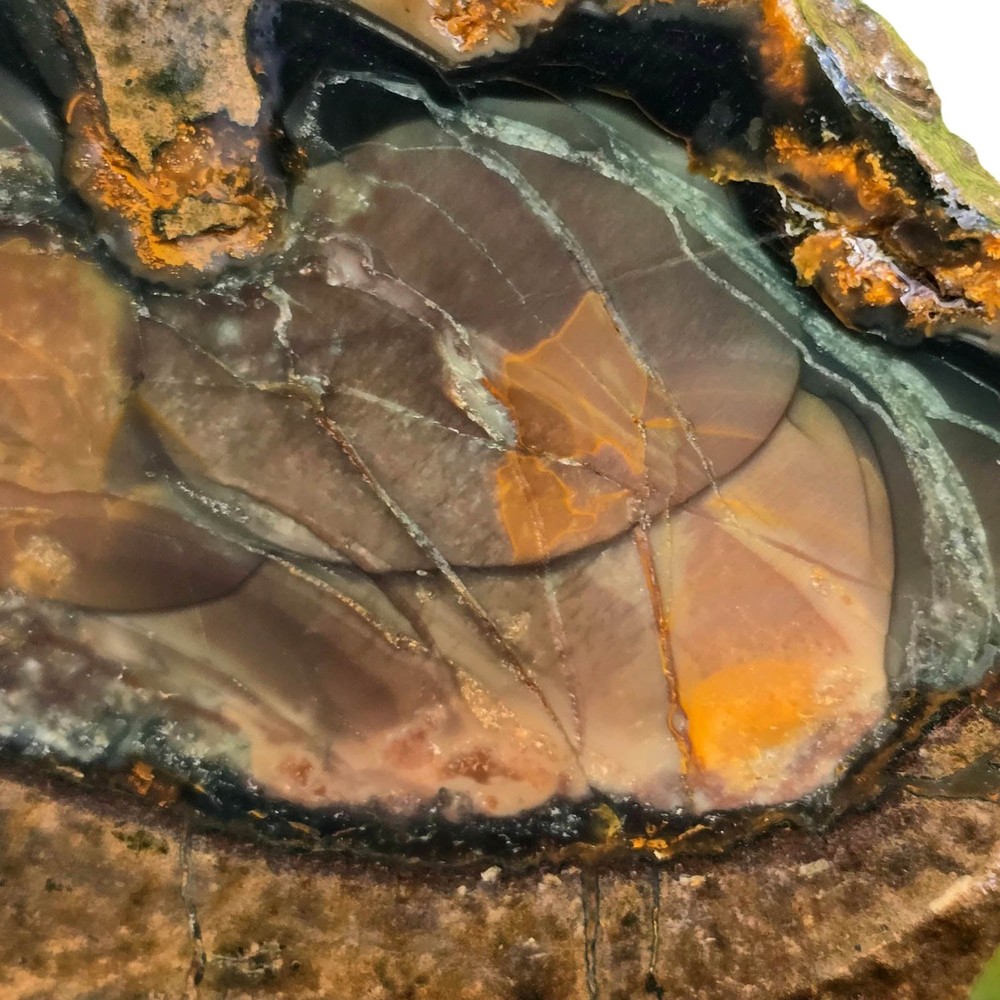 Blue Mountain Jasper Slab – Multiple Orbs Color Array – Oregon Orbicular