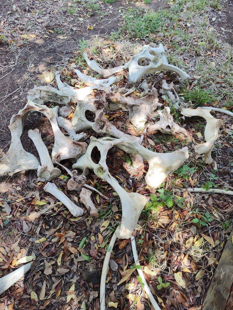Texas Cattle Bones Lot