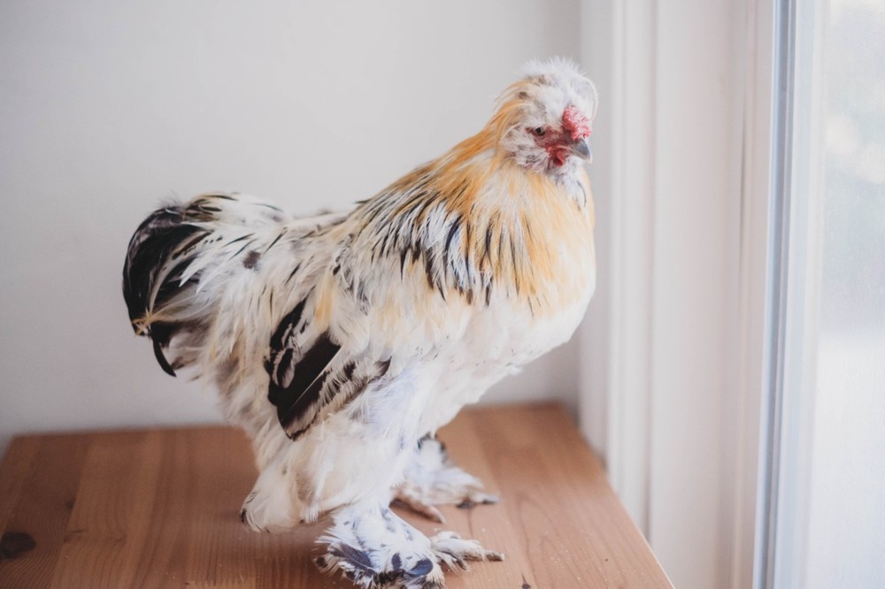 A Dozen Silkie Hatching Eggs