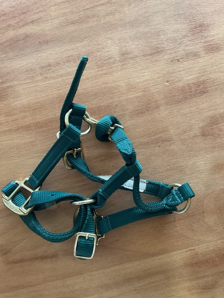 BMB Nylon Foal Halter Green Adjustable Brass Hardware