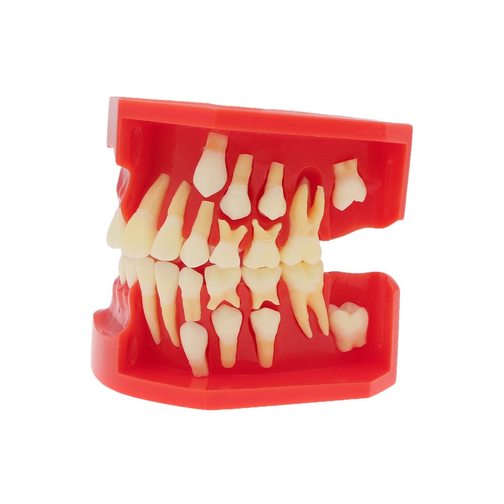 Dental Teeth Permanent Tooth Alternate Demonstration Study Teach Model M7013