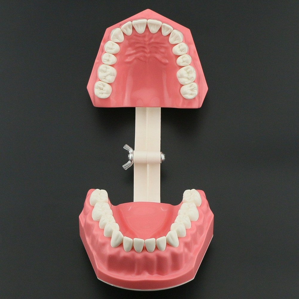 USA Dental Brushing Flossing Practice Teeth Typodonts Model Teaching Studying
