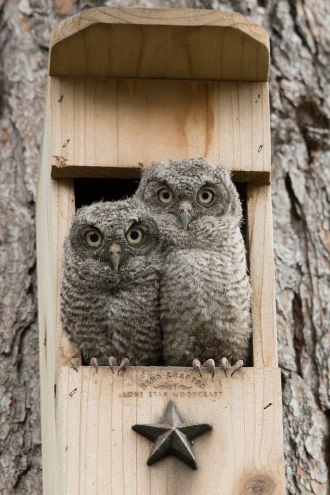 Veteran made Owl Nesting Box - Screech Owl House