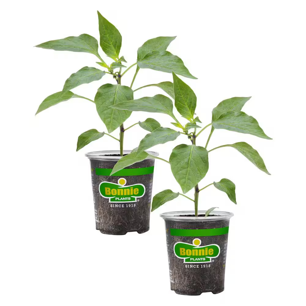 19 Oz. Hot Banana Pepper Plant (2-Pack)