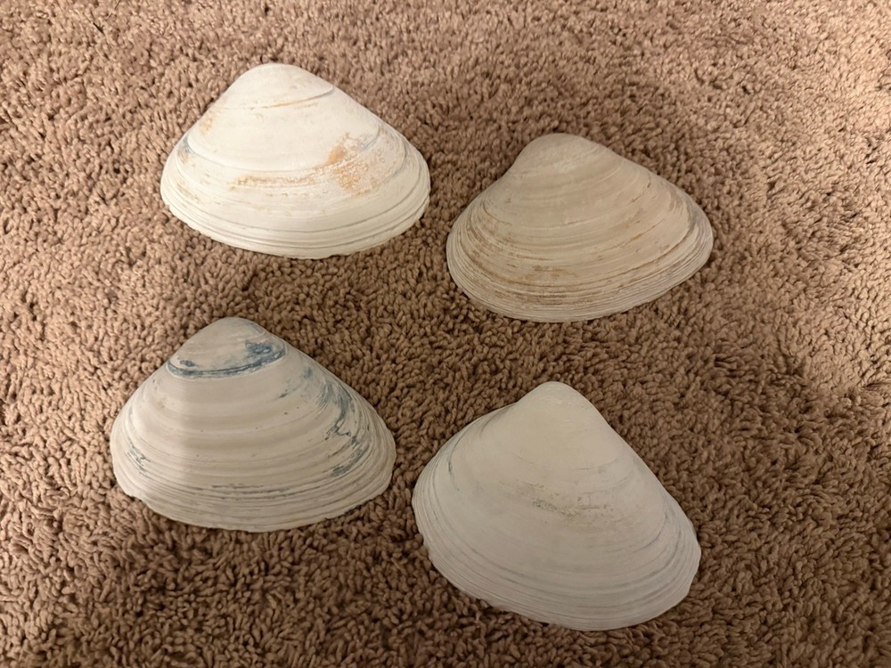 Handpainted Seashell Trinket Trays