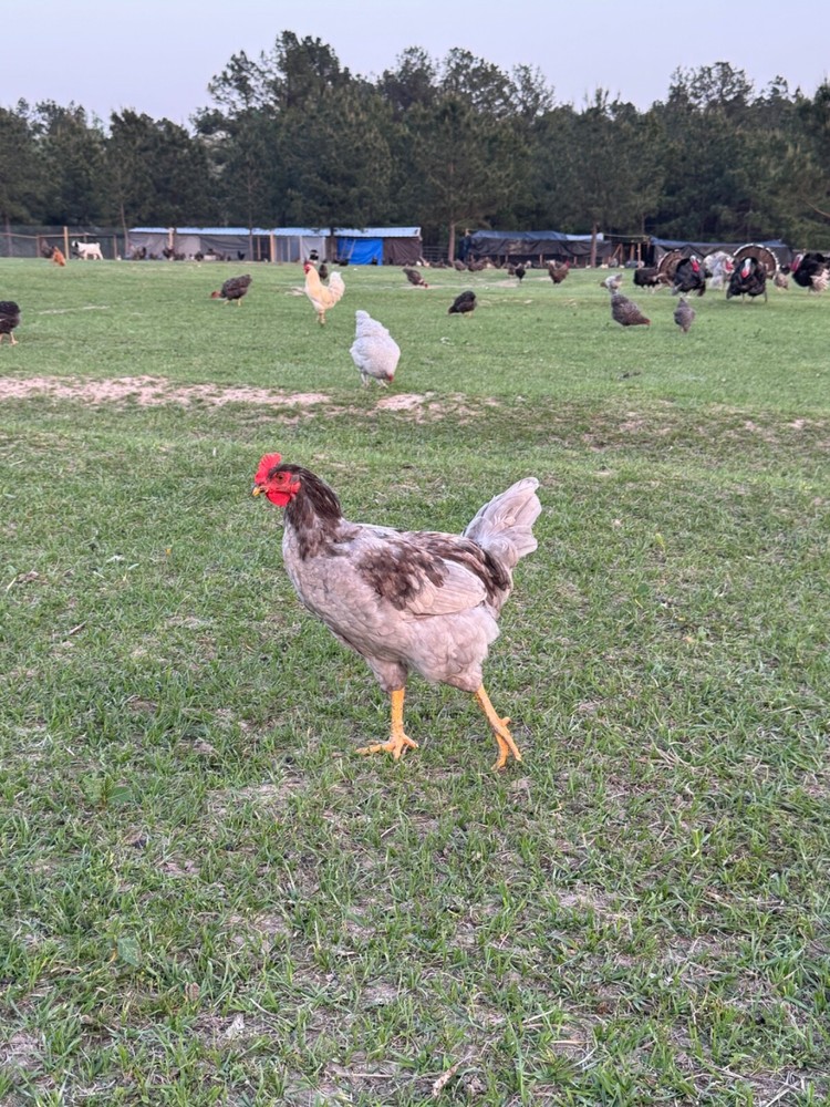 24 Chicken Egg ( Rare breeds Mix )