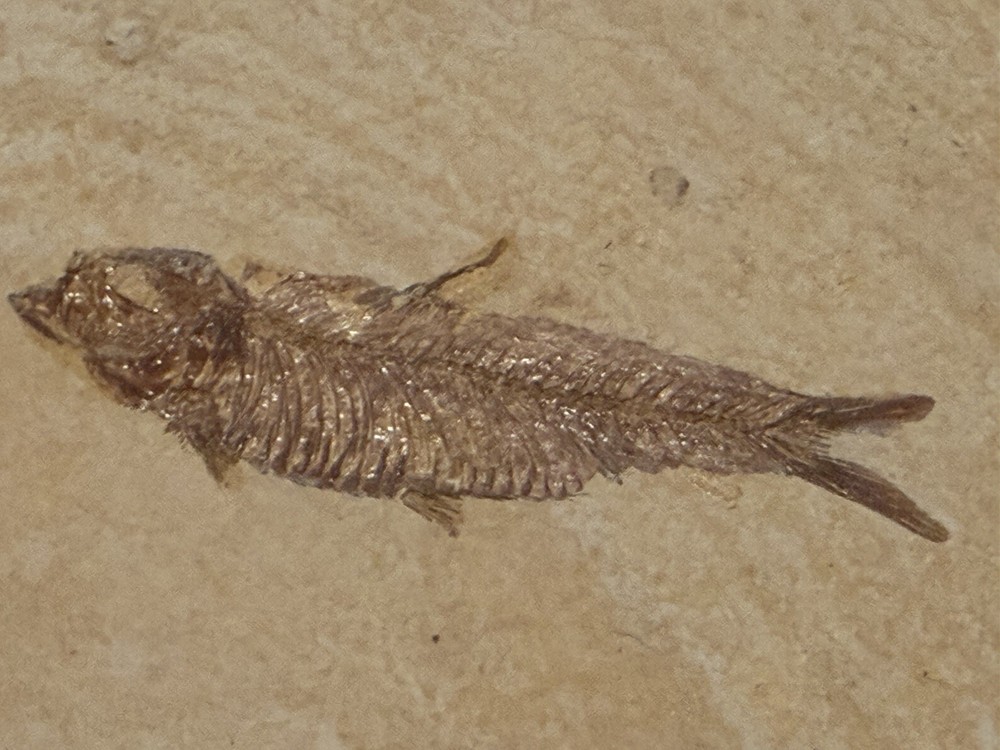 Fossil Fish