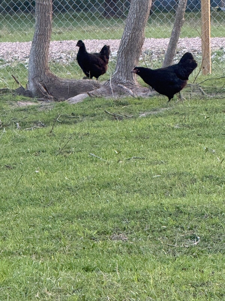 12 Mix Hatching Eggs (Rare Breeds)