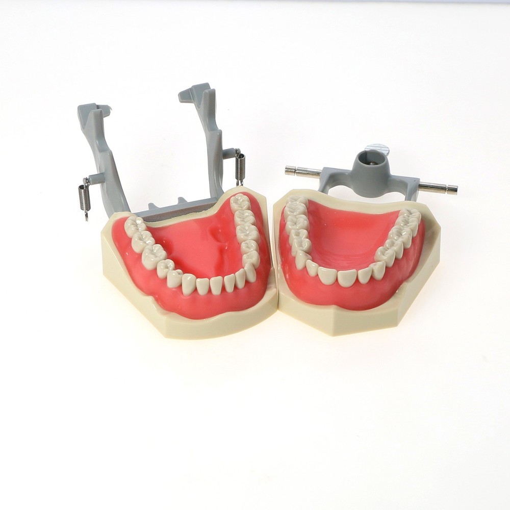 US Columbia Dentoform 860 Type Dental Typodont Model with 32Pcs Removable Teeth