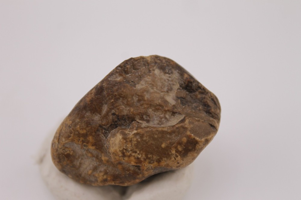 Real Permineralized Reptile Egg Fossil