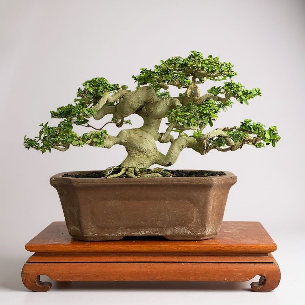 Bonsai Premna Microphylla | Bonsai Tree