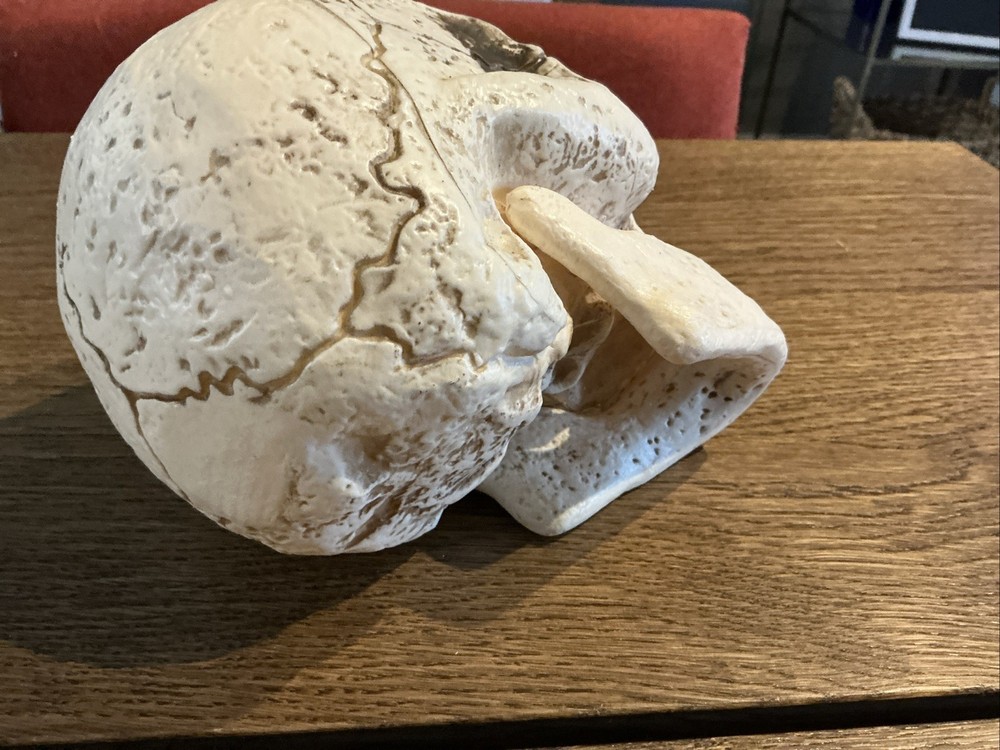 Skull Figurine Halloween Decor Rustic Look