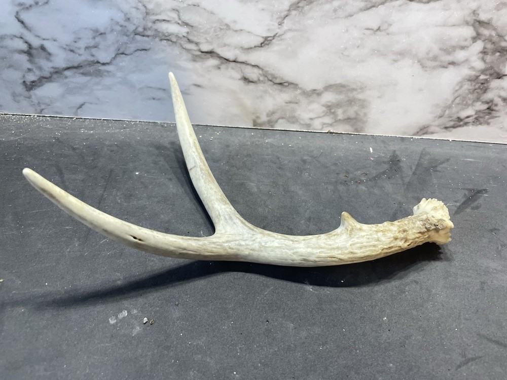 Small Deer Antler Whitetail Shed