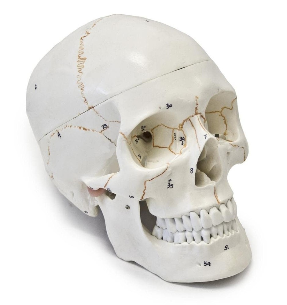 Detailed Life-Size Anatomical Skull Model - Ideal for Teaching & Reference