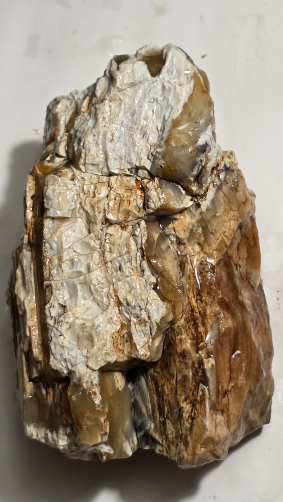 Petrified Wood Agatized