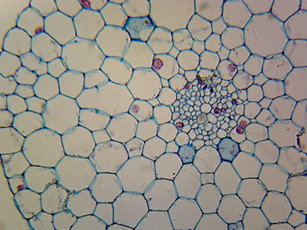 Elodea Stem; Typical Monocot Stem; Cross Section
