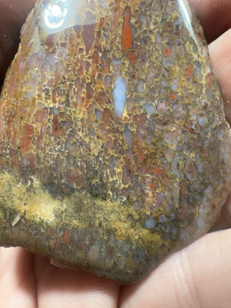 Dinosaur bone rough **hxtled end cut
